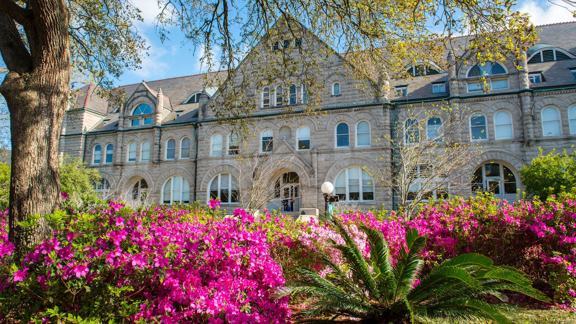 Azaleas blooming in front of Gibson Hall