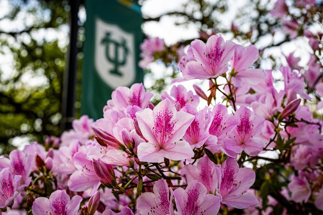 Azaleas in bloom in front of Tulane campus banner
